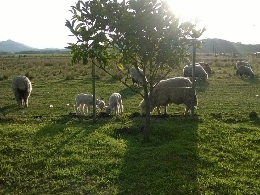 Cerro Redondo